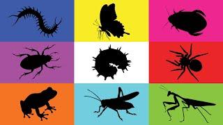 Insect: Grasshopper, Caterpillar, Butterfly, Mantis, Cockroach, Beetle, Centipede, Frog, Tarantula