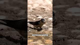 能食用的燕窝，其实是金丝燕产出的 #燕窝 #科普 #有趣 #燕子#全球看点