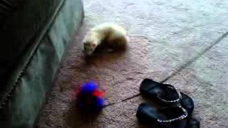 Playing with my Baby Ferret "Oy"