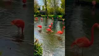 CUTE AMERICAN FLAMINGO