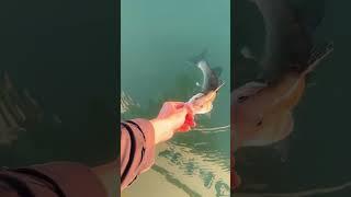 #fishing #pesca #fish #branzino #daiwaitaly #spigola #seabass #seabassfishing
