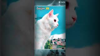 Romeo Shorts  Cute cat  gujjar