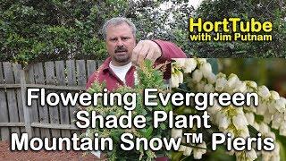 Mountain Snow™ Pieris - Flowering Evergreen Shade Plant