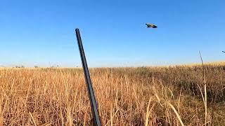 2022 North Dakota Pheasant hunting action with a flushing Lab, Pointing Labs and Golden Retrievers