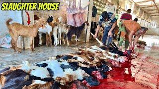 Anari Kasai 2024 | Goats Slaughter House Full Exposed | Biggest Slaughter House Pakistan 