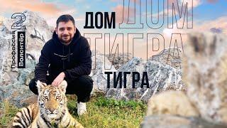 Покормить сибирского ТИГРА / Профессия волонтёр 2