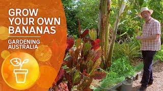 How to grow your own bananas