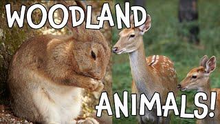 Woodland Creatures! Cutest Forest Animals for Kids!