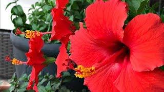 FOUR TIPS ON HIBISCUS TREE CARE - MY PERSONAL EXPERIENCE - SIMPLE