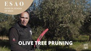 Olive tree pruning practical example | Olive Grove | Master Olive Oil Consultant Certification