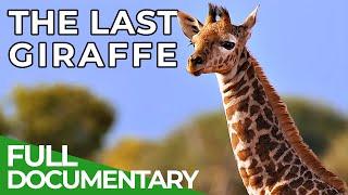 The Last Giraffe - How the World's Tallest Land Animal Became Extinct | Free Documentary Nature