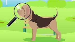 Doggle Guides - Bloodhound - Dog Breed Info