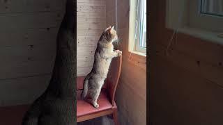 Соседи ругаются-этот сплетник тут,как тут#прикольныекоты #марснасвязи #шпион #сплетни #tiktok #мем