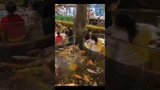 Unique Chinese Restaurant Surrounded by Fish!"