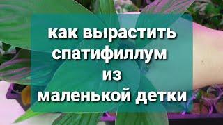 92.  как вырастить спатифиллум из маленькой детки