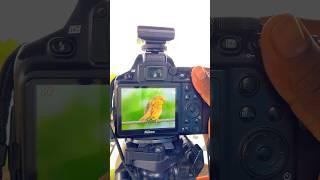 Nikon 70-300mm lens bird ￼￼photography #short #shorts #ytshorts  #photography #india #birds