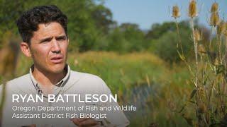 Restoring fish habitat in the Rogue Valley with repurposed trees