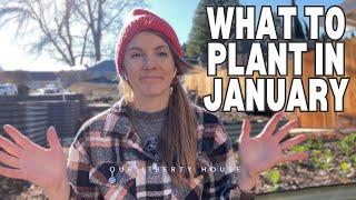 10 Things to Plant in January in Zone 9b // Winter Gardening TIPS!