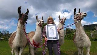 High-jumping llama and mega cat set new world records