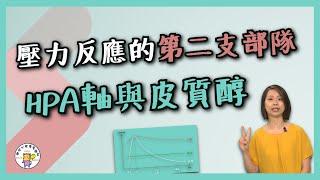 壓力反應的第二支部隊--HPA軸與皮質醇 | 壓力反應的後援部隊 | 健康心理學【壓力、成長與健康實驗室】
