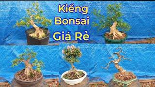 5/9/2022 ,, Đủ Loại kiểng Bonsai,, giá rẻ. Cần giao Lưu. Bao síp Toàn Quốc