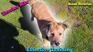 How to Train a Rescue Dog: Lead Walking & Off-Lead Freedom Step-by-Step