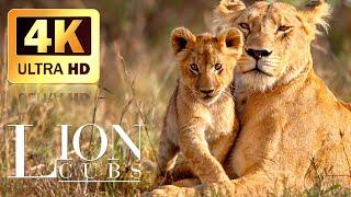 Africa Wildlife 4K ~ Lion Cub Super Cute and Adorable ~ Scenic Relaxation Film With Calming Music