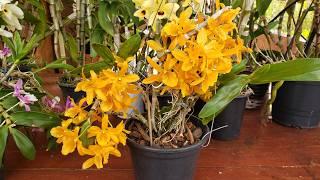 Como Cultivar DENDROBIUM STARDUST |Juliane Becker