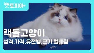 랙돌 고양이 특징 총정리