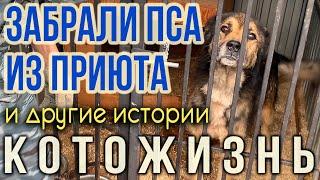 Забрали бездомного пса из приютаКОТОЖИЗНЬ!