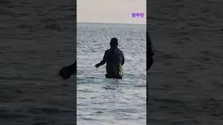 이것이 바다투망이다#Shorts#투망#서해바다#인천#cast#fish