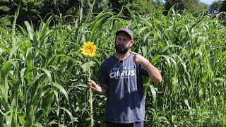 Egyptian Wheat Food Plot Screening Cover UPDATE!