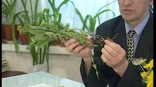 Одуванчик лекарственный (Taraxacum officinale). Травник М.В. Гордеев