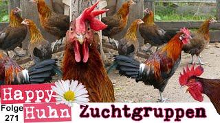 Tipps für die Hühnerzucht: Zuchtgruppen zusammenstellen, Zuchthähne auswählen, HAPPY HUHN E271