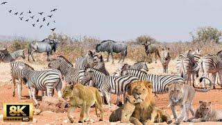 8K African Wildlife: The Ultimate Predator - A Deadly Hunt in the Serengeti | Wildlife Kingdom