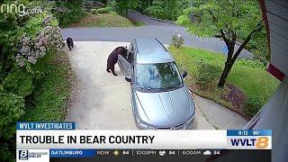 Gatlinburg residents, business owners see uptick in bear activity