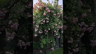 Сада утром/Зацвела королева сада! #сад