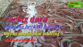 cacig dara | umpan mancing yang ampuh