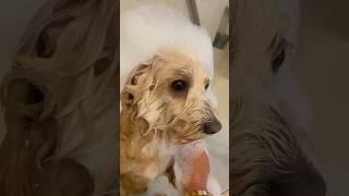 Bath Time isn’t his Favorite