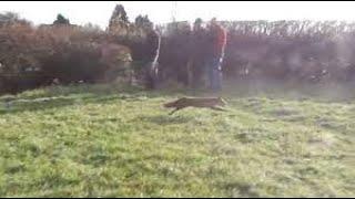 Foxes escape from Ledbury Hunt   26th November 2018