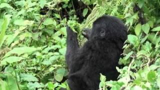 Mountain Gorilla infant feeding, tourists watch, Volcanoes NP, Rwanda