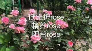 6-11区低维护地载和盆栽rose、精养rose、阳台rose