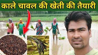 काले चावल की खेती को कैसे तैयार करें | India’s best quality Black Rice Farming @KhetiKisan