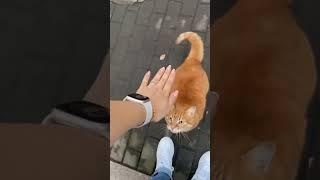 #cat #funny #happycats #catmemes #music #memes #trending #trendingshorts #new #reels