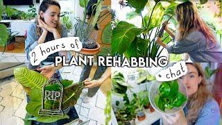  2 Hours(!!) Of Houseplant REHAB  Repotting, Propagating, Styling, Rehabbing + Organising Plants