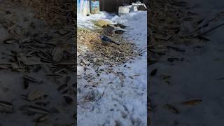 #türkü #sarımehmetli #kuşlar #birds #belgesel #kış#kar