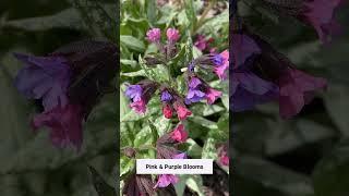 Great Plant for Your Shade Garden - Pulmonaria 'Silver Bouquet'