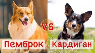 Пемброк vs Кардиган | Сравнение двух пород