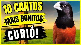 VEJA AGORA: OS 10 CANTOS MAIS BONITOS DO PÁSSARO CURIÓ!