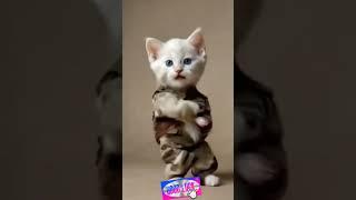 춤추는 고양이 cat dance #petdance #catlover